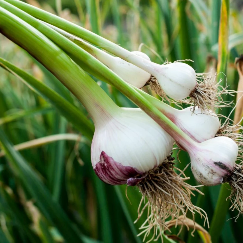 
MN GLOBAL IMPEX GARLIC BIG SIZE FRUIT EXPORTERS Malta 