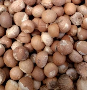 
SELL DRIED WHOLE BETEL NUT GOOD CUT FROM BRAZIL 