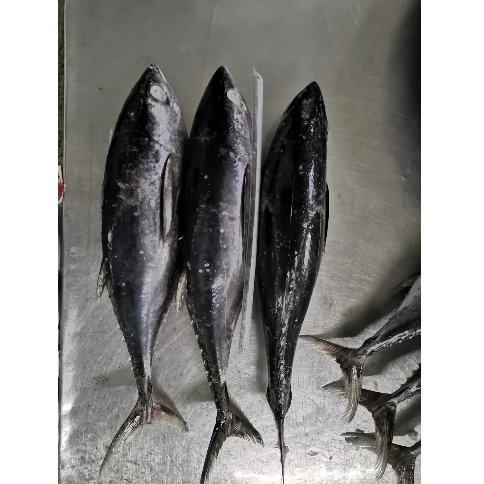 Best Selling Good Quality Malaysia Manufacture Frozen Natural Black Whole Round Longtail Tuna