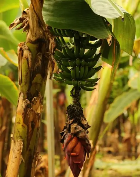 Свежий банан из Турции класса А по оптовой цене! Готов к экспорту в течение 12 месяцев