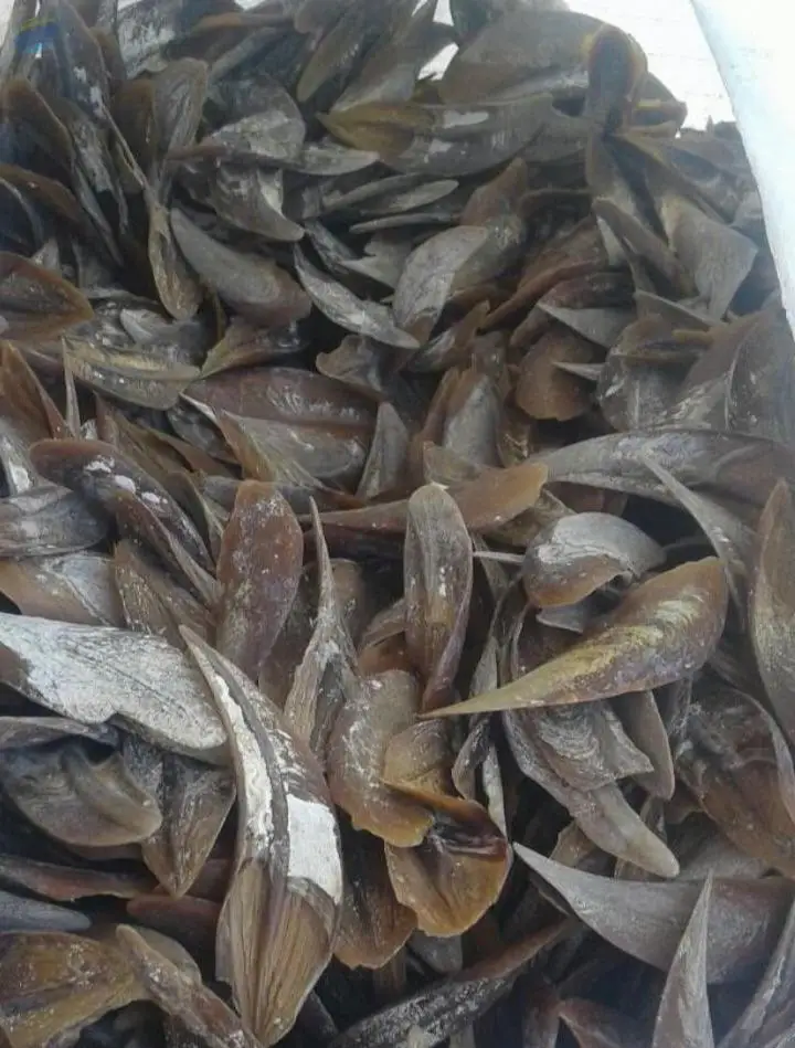 Cheap direct sale Murex operculum shell seafood dried seafood shellfish products seafood food