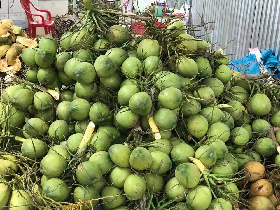 Высшее качество молодой кокос свежий Вьетнам экспорт 100% свежие фрукты Лучшая цена высокое натуральные вкусные напитки продукт