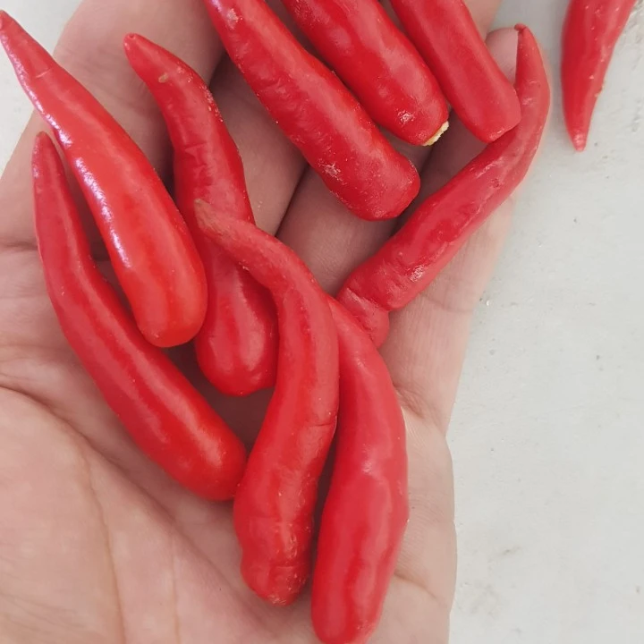 Frozen red  Pepper for export contact +84984418844