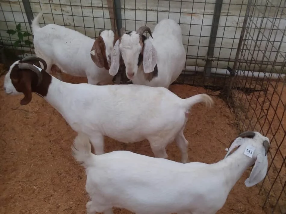 Бурские козы, сааненские козы для продажи/купить дешевые здоровые козы Senaan