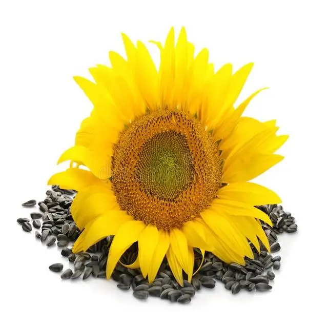 Dried Sunflower Seed Wholesale Striped Sunflower Seed Type 363