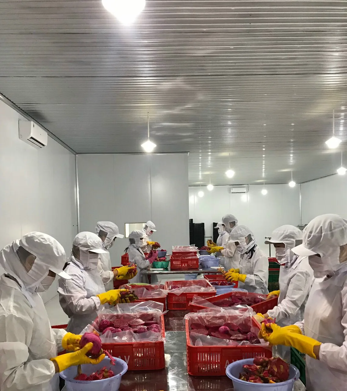 Свежие красные кости из фруктов дракона/оптовая продажа свежих красных костей Pitaya Вьетнам