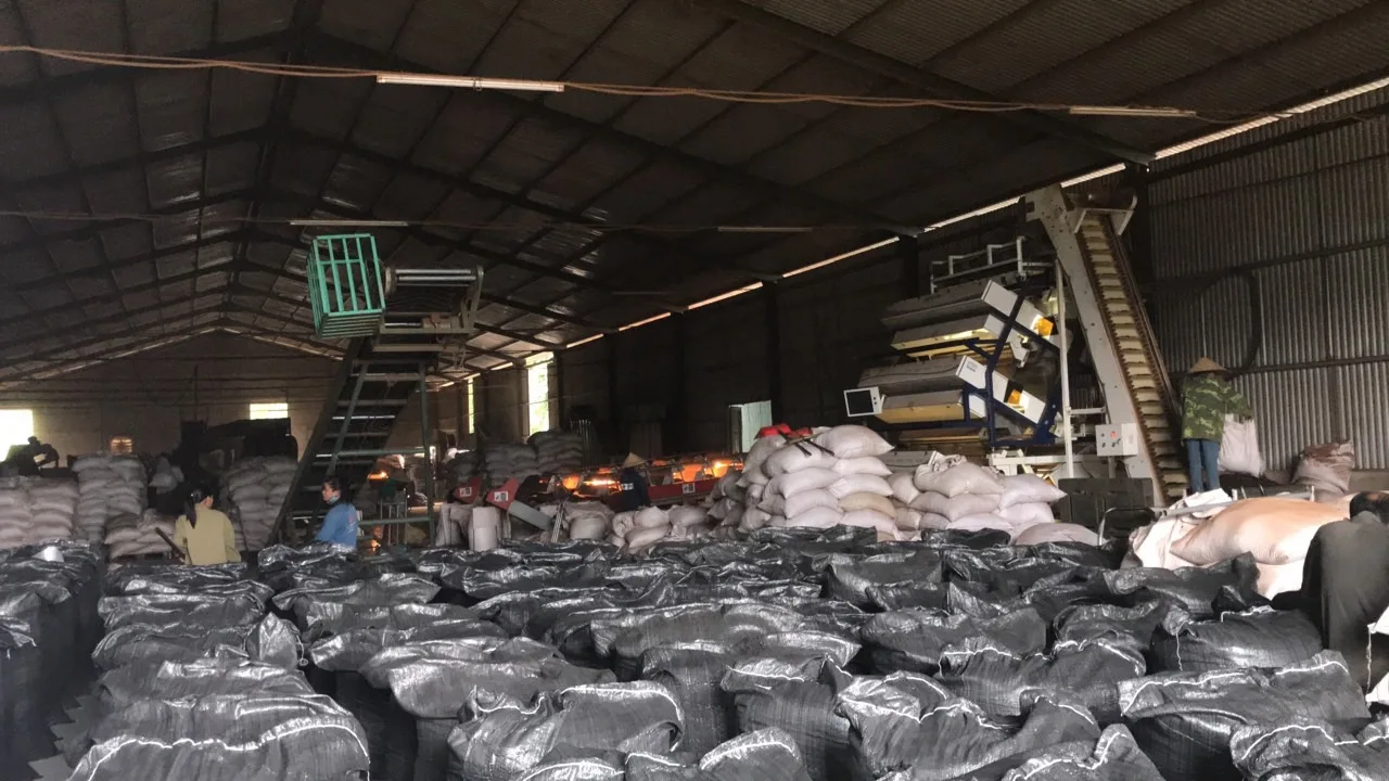 factory hongduc making tea