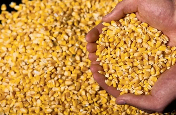 Super Quality Natural Non GMO Yellow Maize/Corn