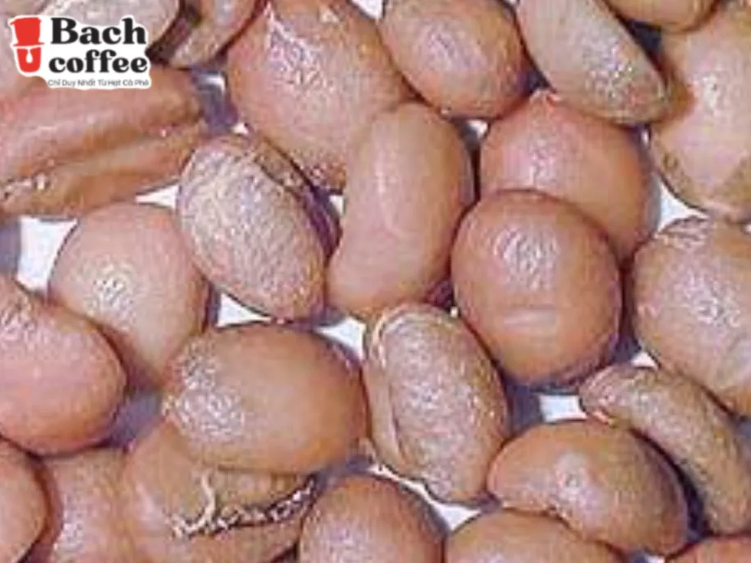 Roasted White Coffee Beans - White Coffee has up 50% more caffeine than fully-roasted coffee - Small Batch