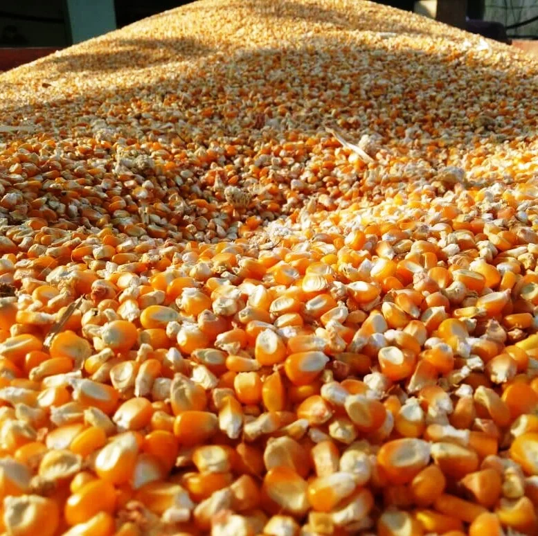 Maize/Corn Maize Cattle Feed /Yellow Animal 500 tons