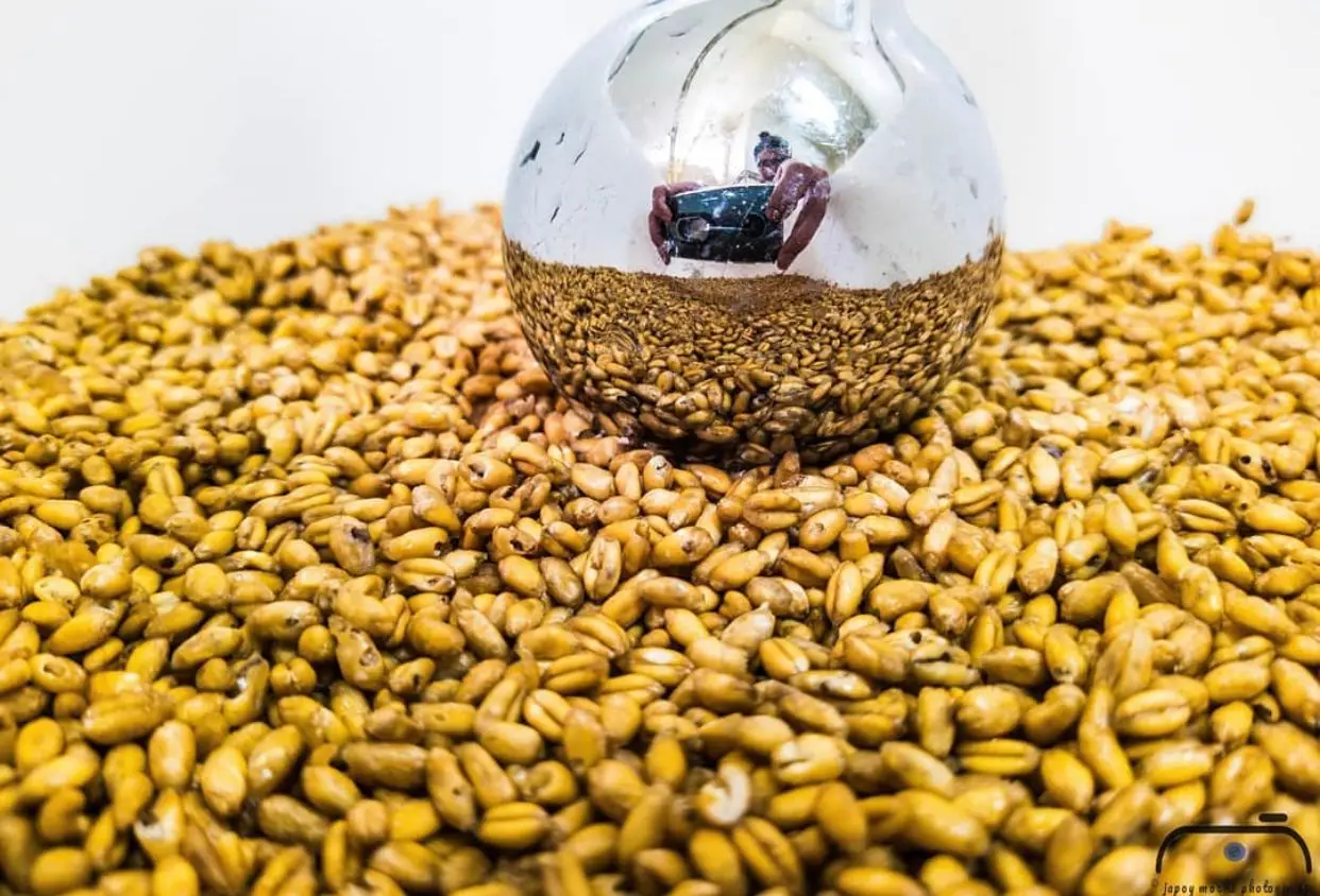 Высушенная Пшеница для приготовления хлеба и муки