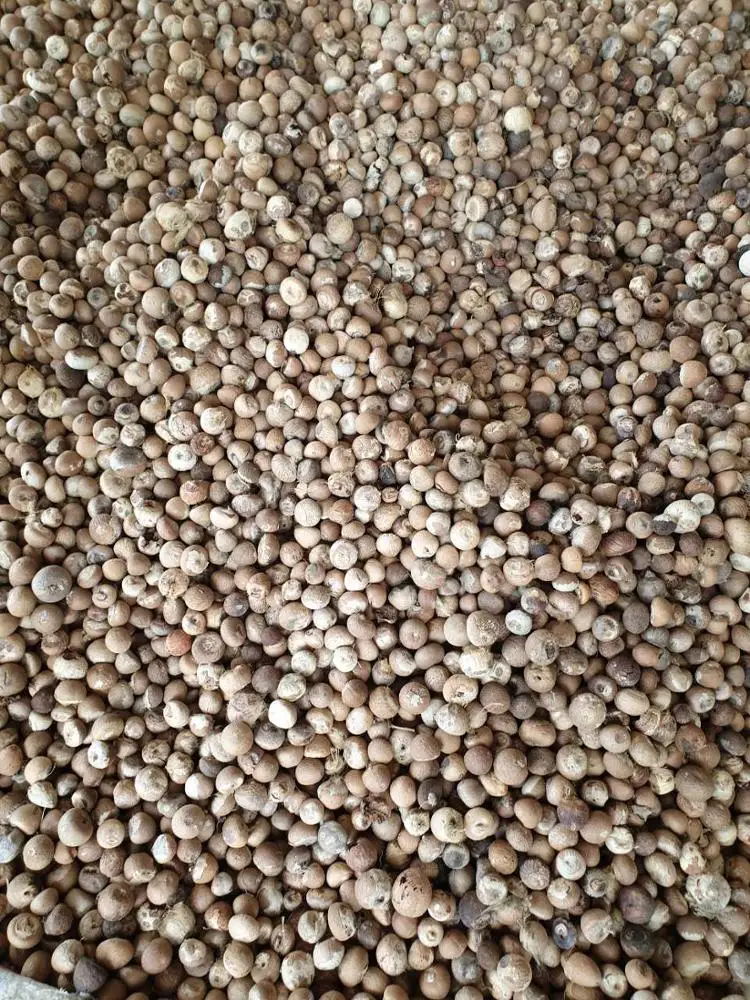  Высокое качество Вьетнам BETEL ARECA NUT - Daisy Whatsapp + 84765149122