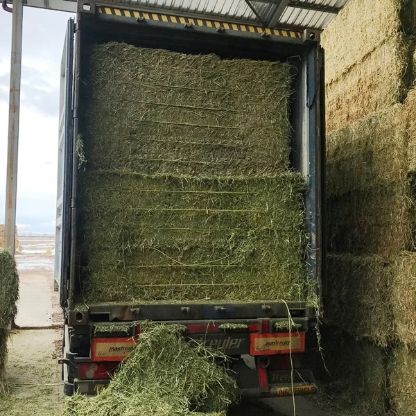 
Premium Quality Turkish Alfalfa Hay Bale, High Quality Green Color Turkish Lucerne Hay, Turkish Clover Hay 