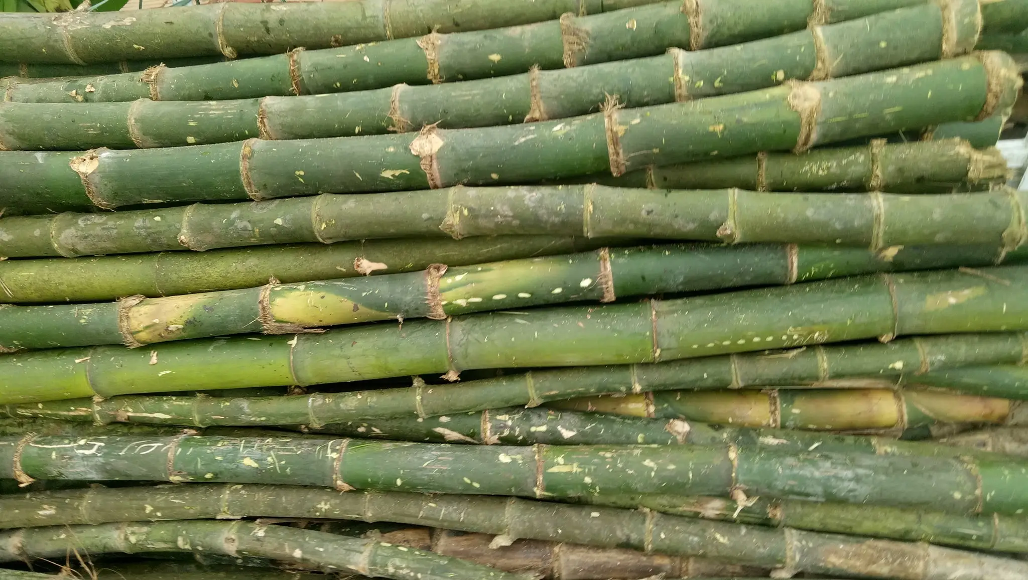  [Оптовая Продажа] сухой прямой бамбук по низкой цене для садового растения/Ms.May + 84 904183651