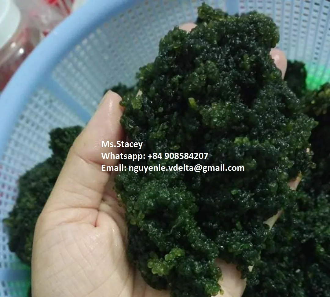 Lato Sea Grapes - Dehydrated Sea Grapes - Caulerpa lentillifera- Sea Grapes to Canada/US/UK market