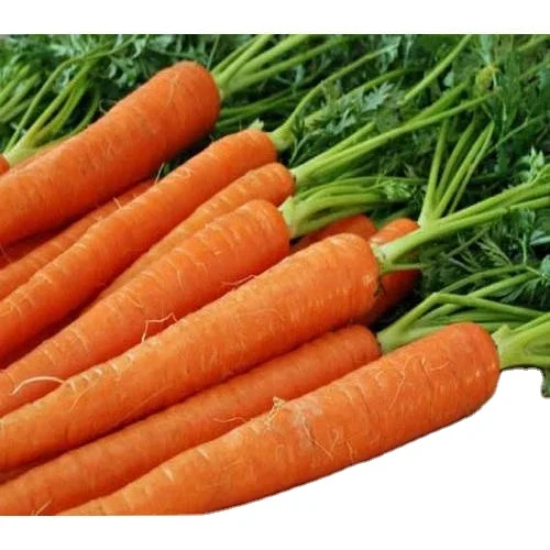 Best Grade Fresh Red Carrot - Competitive Price and Good Quality