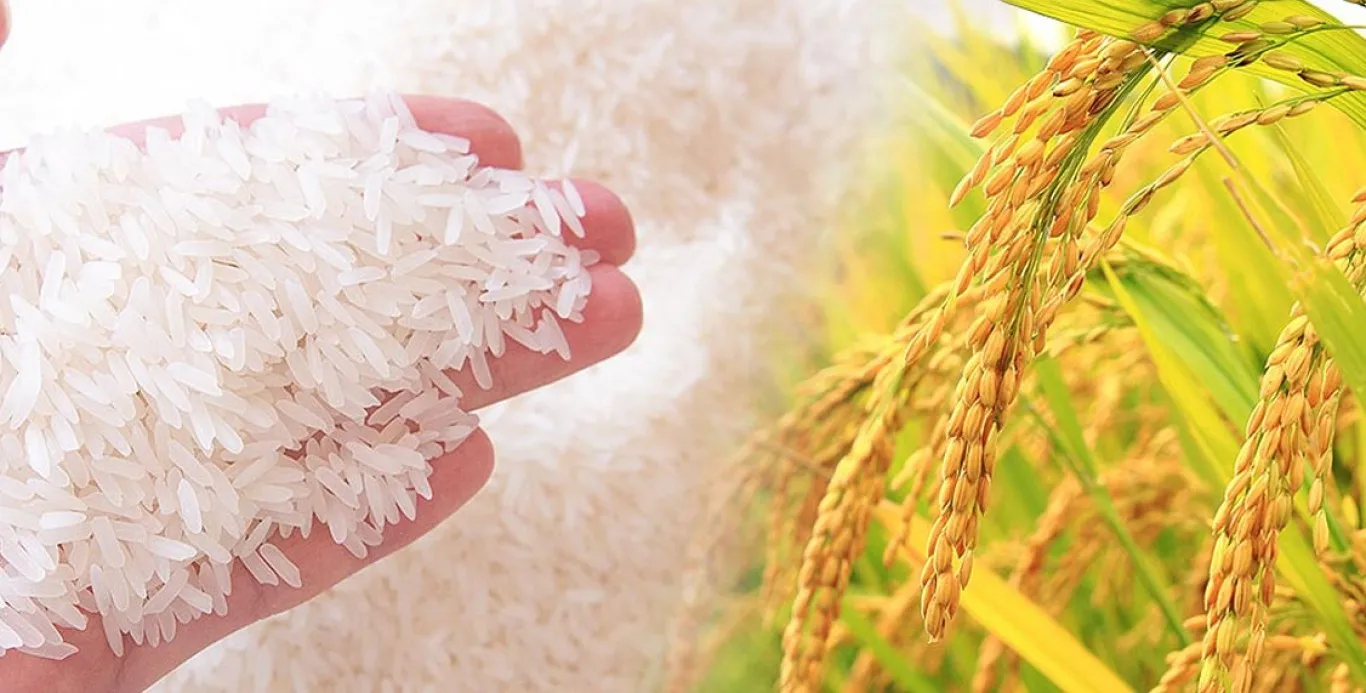 Long Grain White Rice Premium Quality From Vietnam For Wholesale (ST25) / Best Rice Awarded