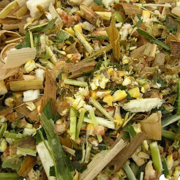 Animal feed corn silage Vietnam / maize silage Vietnam