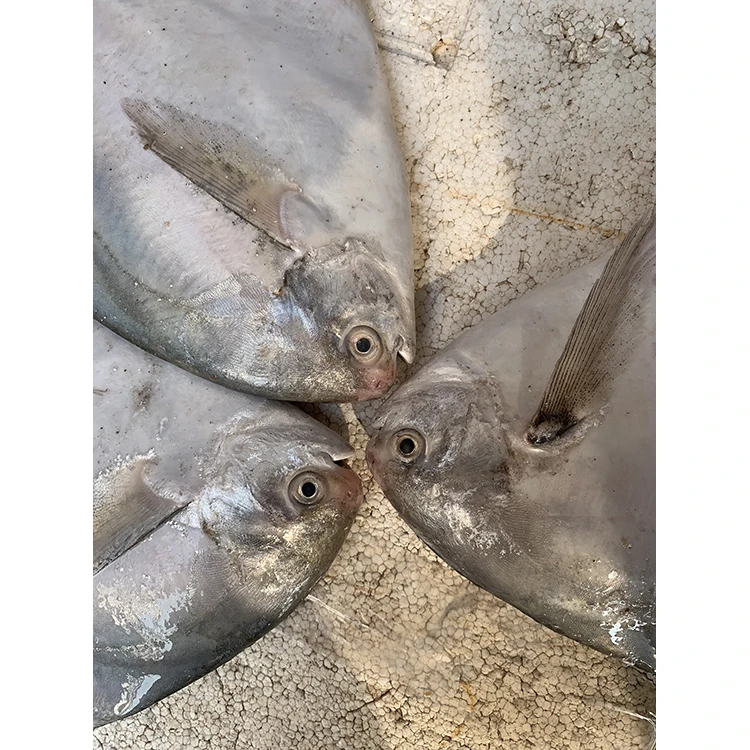 Bulk Frozen Farming Fish Professional Seafood Supplier