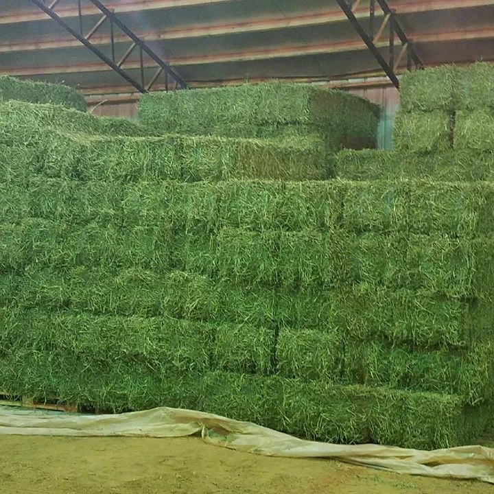 
Original and Organic Alfalfa Hay/Alfalfa Grass Hay/Alfalfa Hay Bale For Animal Feed 