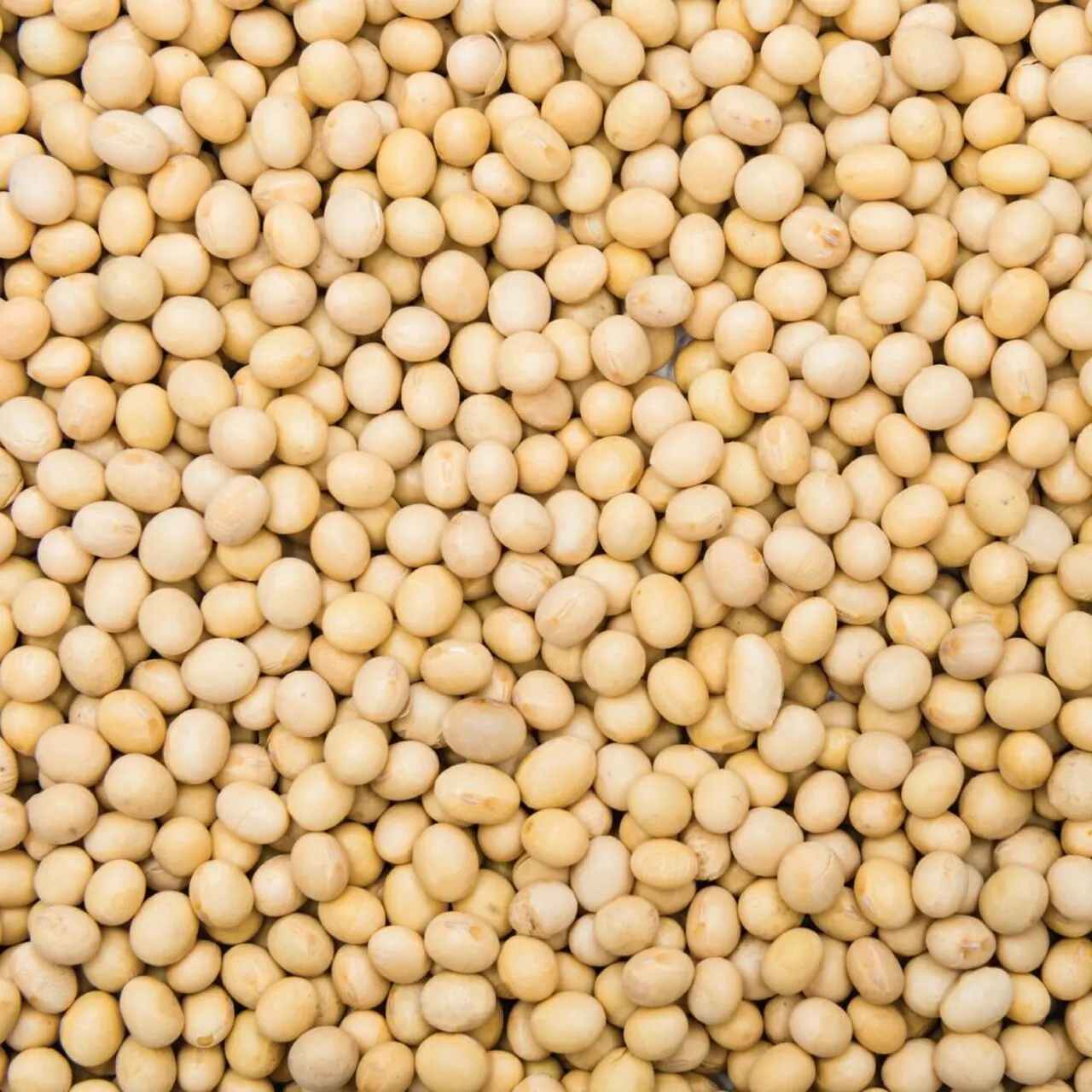 Soybeans - Soybeans High Quality Non GMO Yellow Dry Soybean