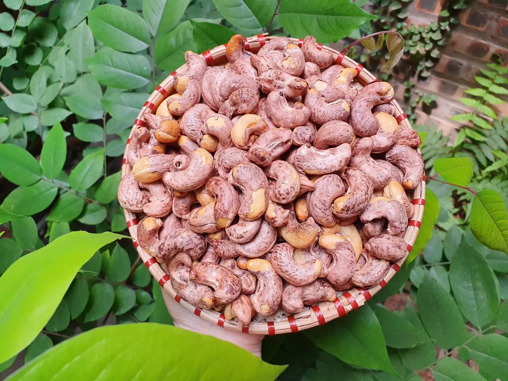 Raw / Salted Roasted Cashew Nuts W180, W210, W240, W320, W450 - Cashew Nuts