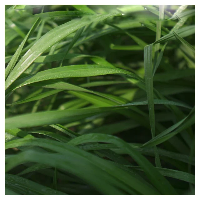 Lolium Perenne Rye Grass Seeds