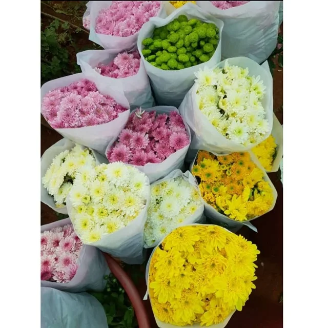 Fresh Chrysanthemums Cut Flower