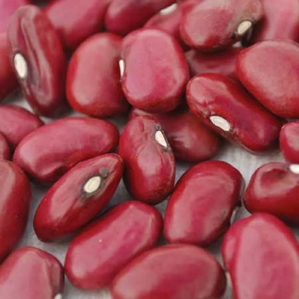 Light Speckled Kidney Beans / Pinto Beans / Sugar Beans New crop