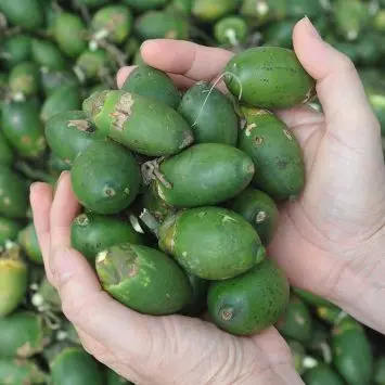 Высококачественный высушенный betel/молодой вареный Betel Nut из Вьетнама