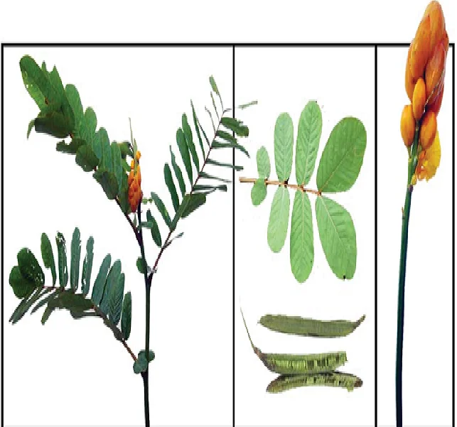 Cassia Alata лист T Cut свеча кисть TBC