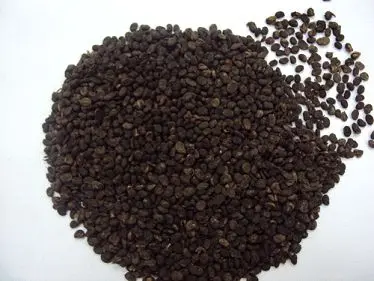 
Wholesale Best Quality Babchi Seeds 