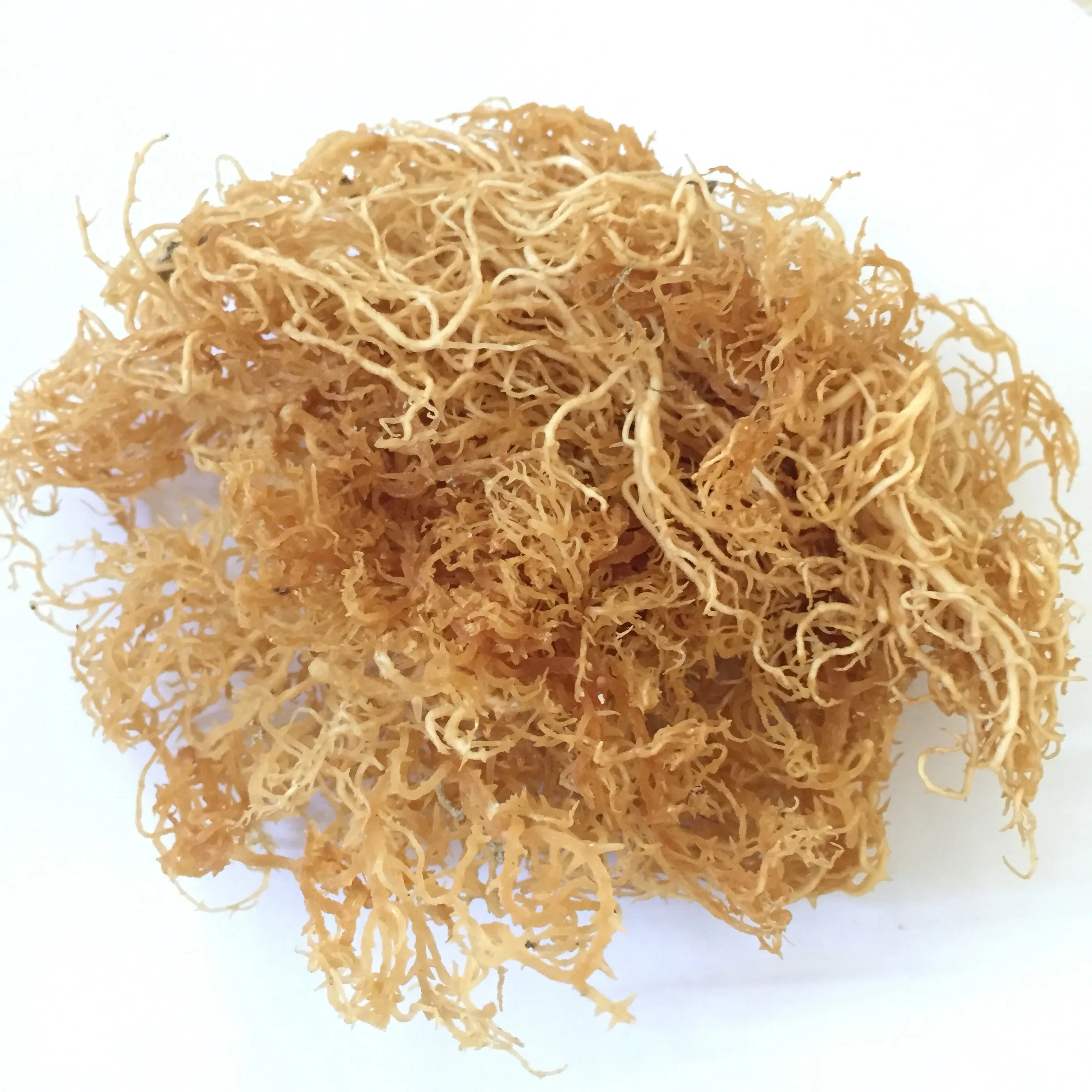 
BEST VIETNAM DRIED GOLDEN SEA MOSS FOR VIET NAM / WHATSAPP +84 896611913 ( LAURA) 
