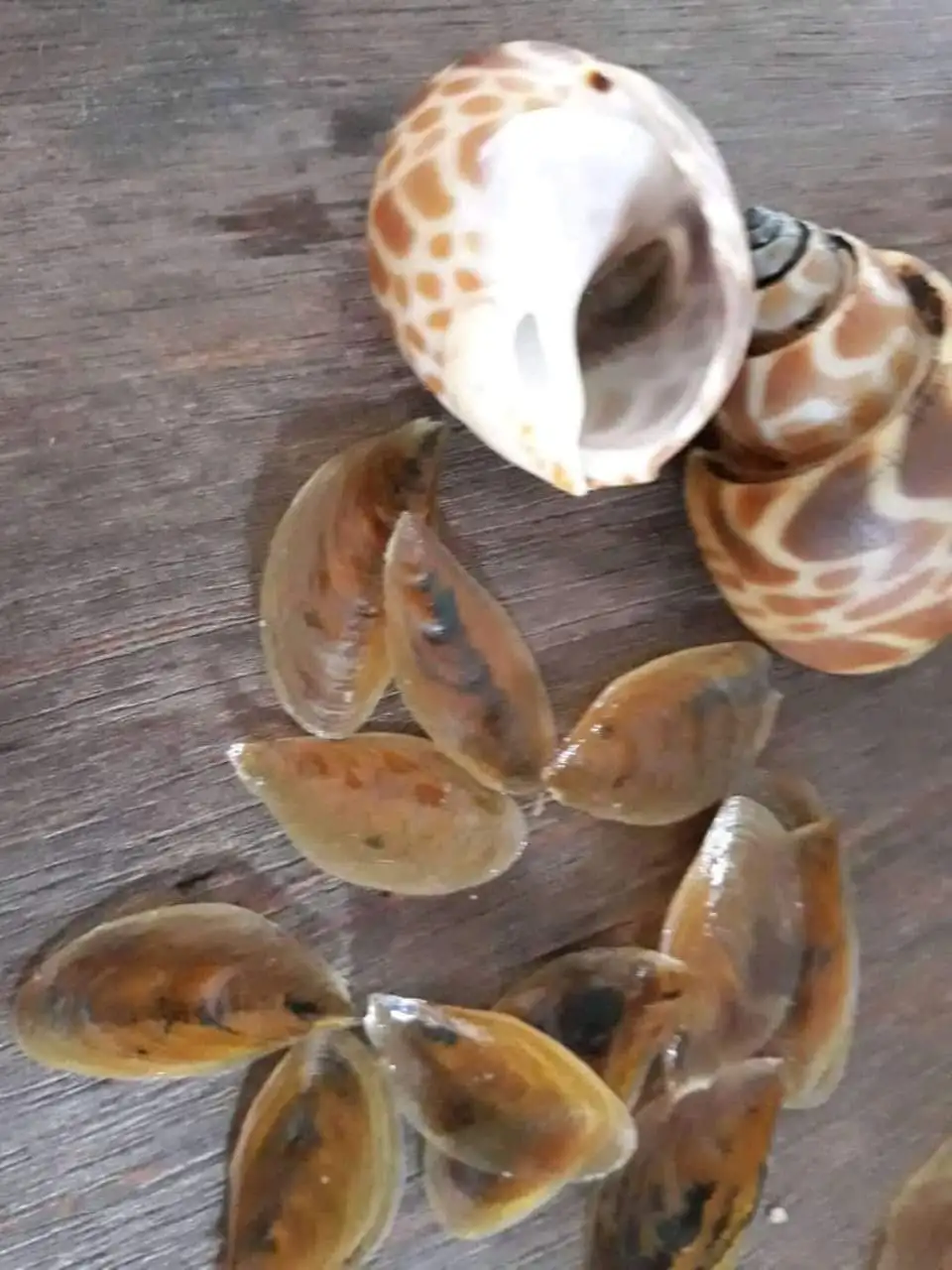 Openculum Seashell Вьетнам для изготовления парфюма высокого качества