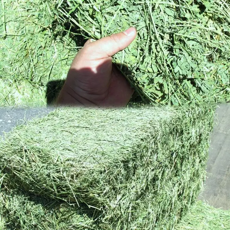 Высококачественные тюки для сенной муки Alfalfa готовые к
