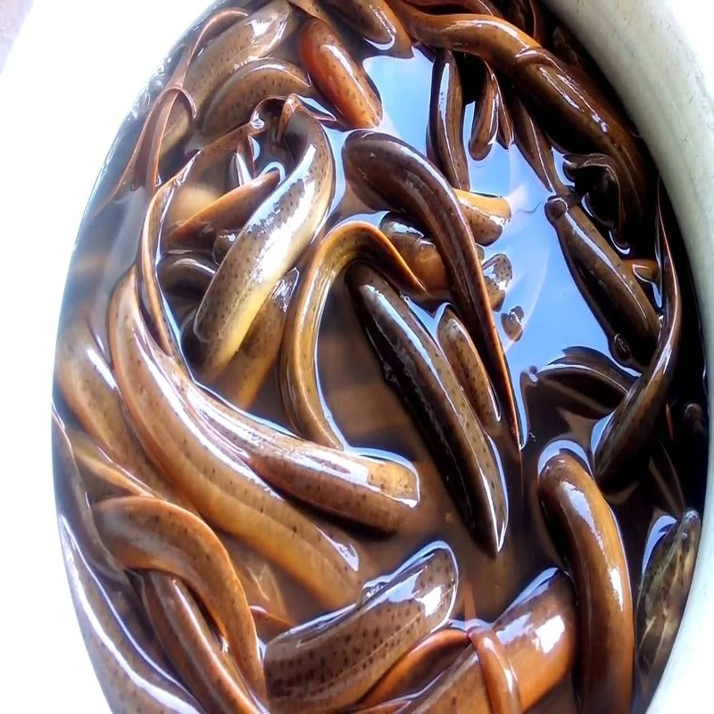 Export Quality Live and Fresh China  frozen sea eel fish