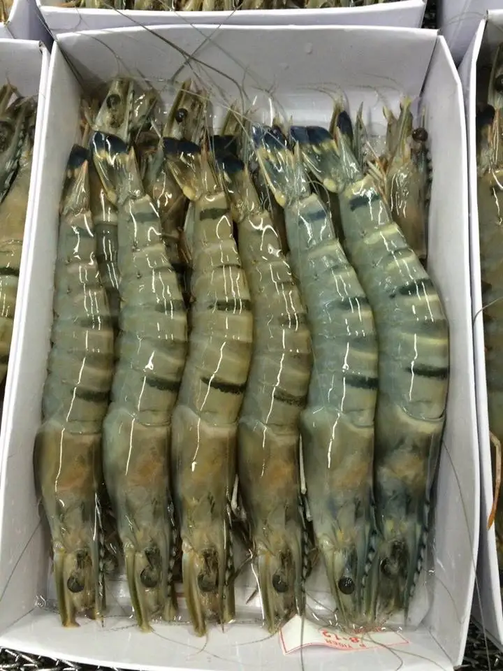 TIGER SHRIMPS2.jpg