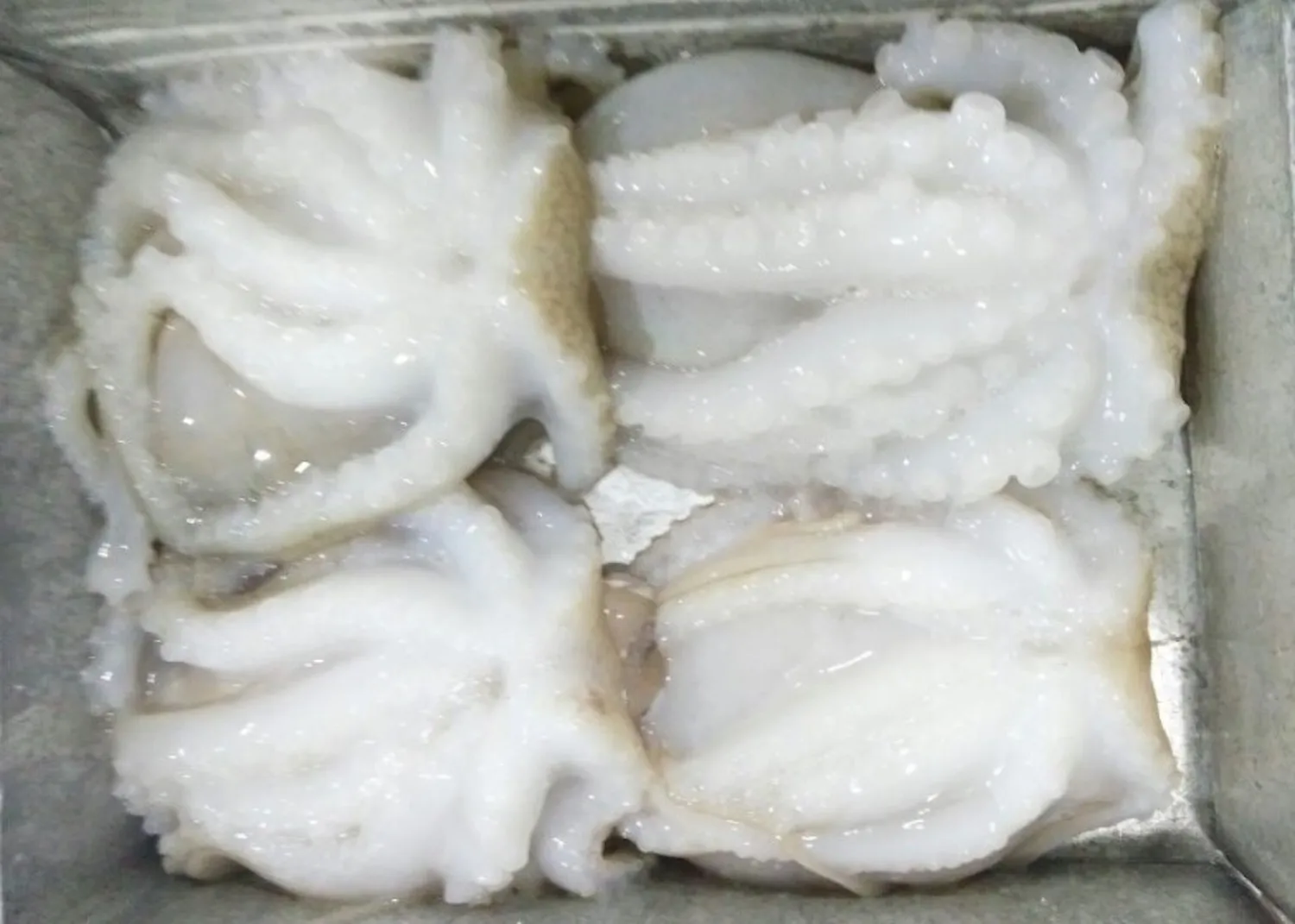Frozen baby octopus for sale delicious seafood