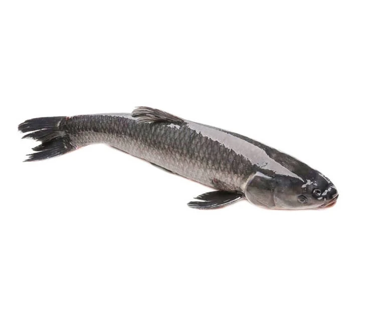 
Frozen Whole Cleaned Snakehead murrel 