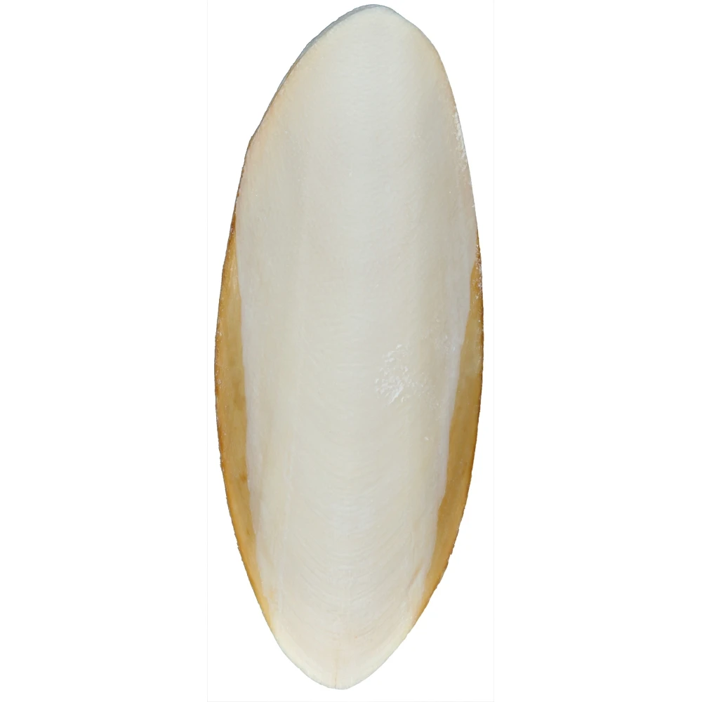 
Cuttle Fish Bone / Dried Washed Cuttle Fish Bone For sale 