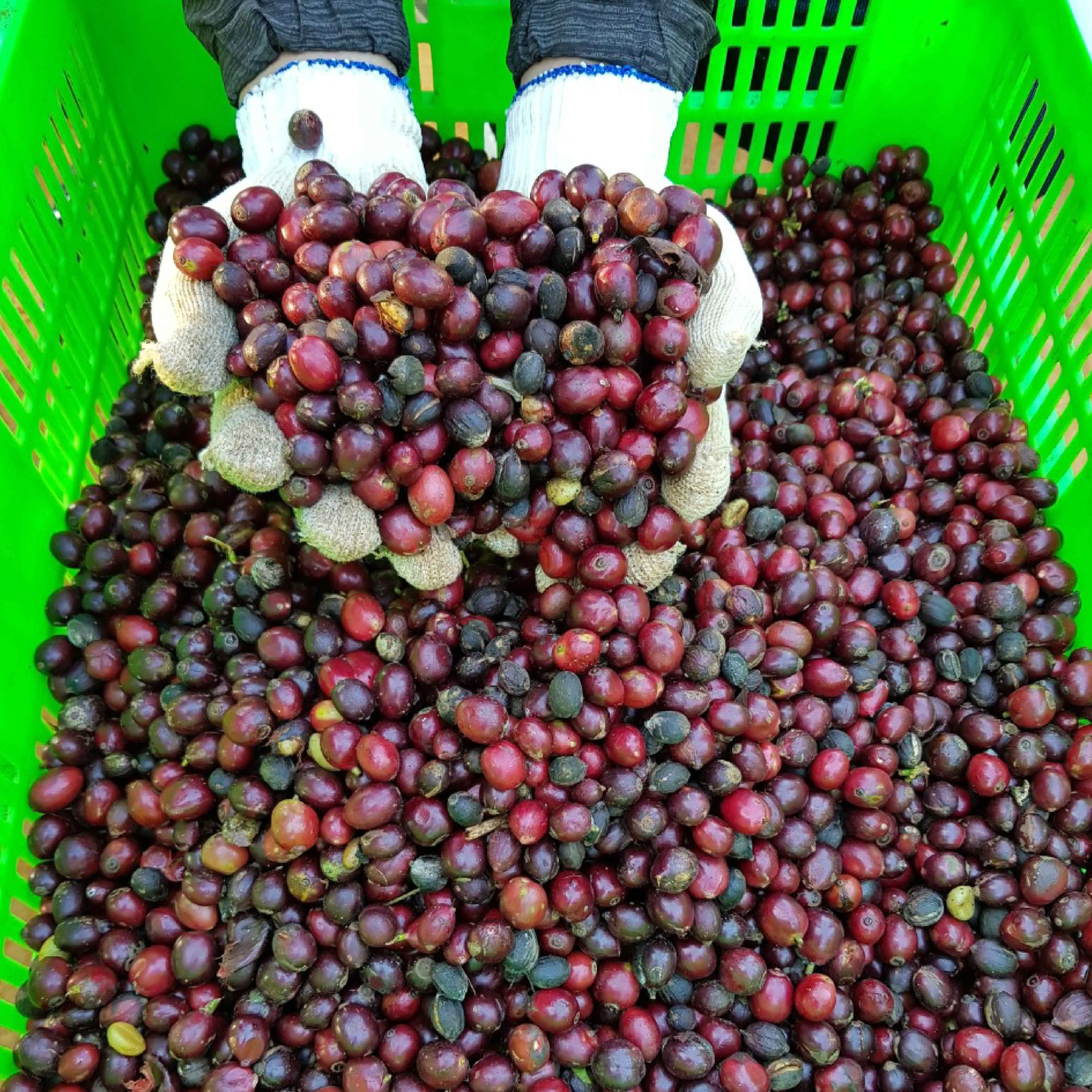 Ground Coffee M3 - Made in Vietnam Best Quality Mix Arabica Robusta Private label coffee Wholesale Coffee Machine Best Quality