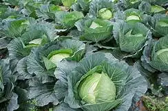 Fresh Organic Cabbage From Viet Nam- WHATSAPP TERESA +84971482716