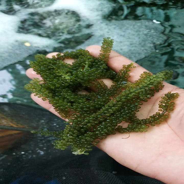  Морской виноград/спиральные водоросли высокого качества 100% натуральный из океана Вьетнам