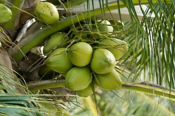 Fresh Young Coconut from Vietnam +84826064364 WS