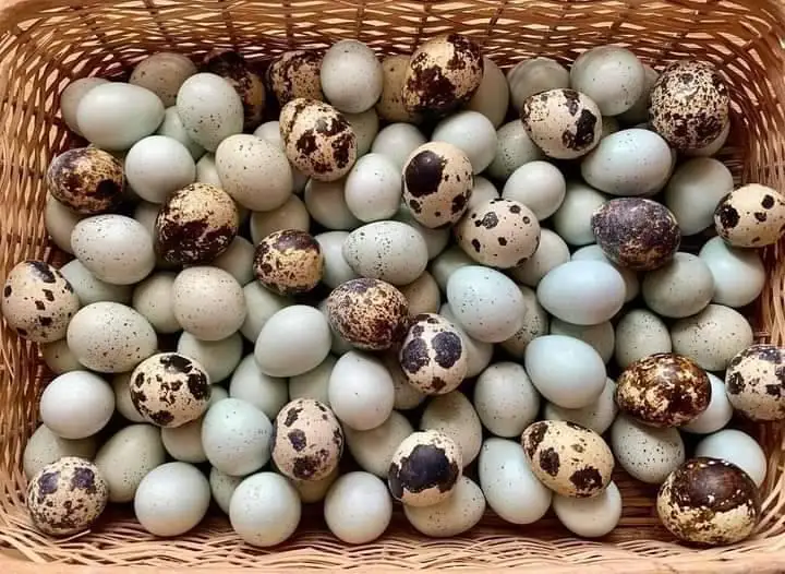 Farm Fresh Quail Eggs / Hatching / Table purpose