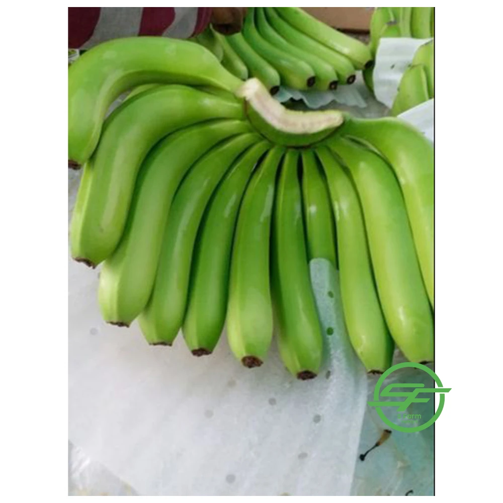 Fresh Long Green Cavendish Banana Exporters In Vietnam (Whatsapp/zalo/wechat: +84 912 964 858)