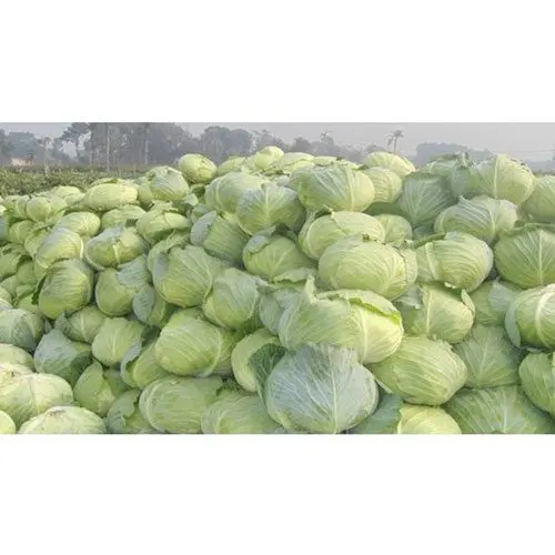 Лидер продаж капуста для экспортной поставки вкусные свежие зеленые овощи нового сезона во Вьетнаме // Ms