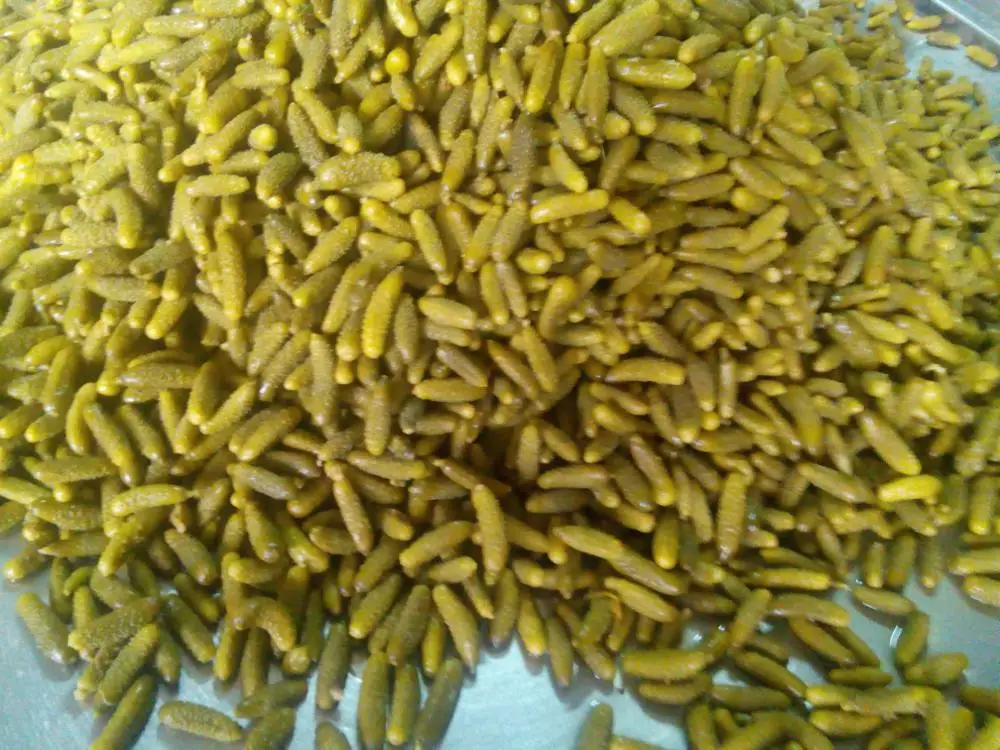 PICKLED/PICKLE CUCUMBER/ BAYBY CUCUMBER