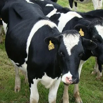
healthy Pregnant Dutch Holstein Heifers cows cheap price 