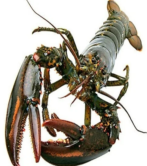  2021 NEW ARRIVAL spiny lobster (panulirus polyphagus)